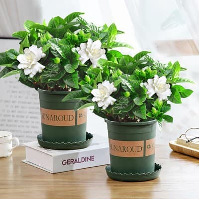 One-piece gardenia potted flower plant indoor green radish basket balcony hydroponic green plant jasmine good for all seasons 10