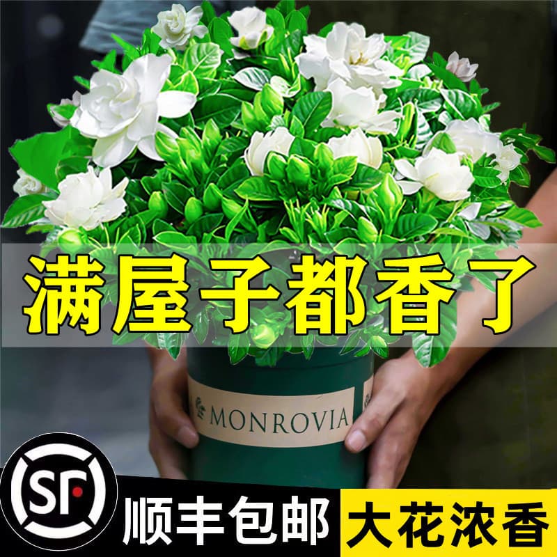 One-piece gardenia potted flower plant indoor green radish basket balcony hydroponic green plant jasmine good for all seasons 1