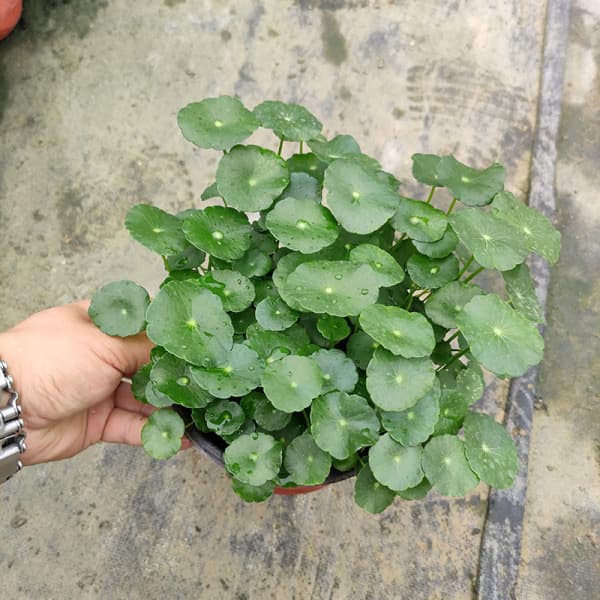 Copper money grass hydroponic plants indoor office desktop potted flowers four seasons evergreen green plants lazy people 3