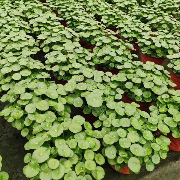 Copper money grass hydroponic plants indoor office desktop potted flowers four seasons evergreen green plants lazy people 5