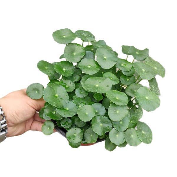 Copper money grass hydroponic plants indoor office desktop potted flowers four seasons evergreen green plants lazy people 6