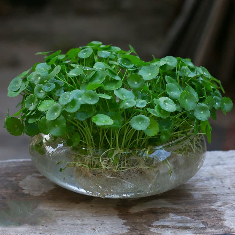 Copper money grass hydroponic plants indoor office desktop potted flowers four seasons evergreen green plants lazy people 7