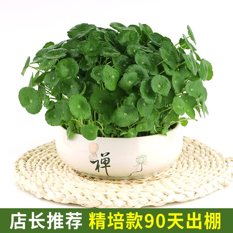 Copper money grass hydroponic plants indoor office desktop potted flowers four seasons evergreen green plants lazy people 8