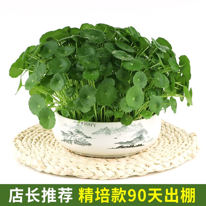 Copper money grass hydroponic plants indoor office desktop potted flowers four seasons evergreen green plants lazy people 10