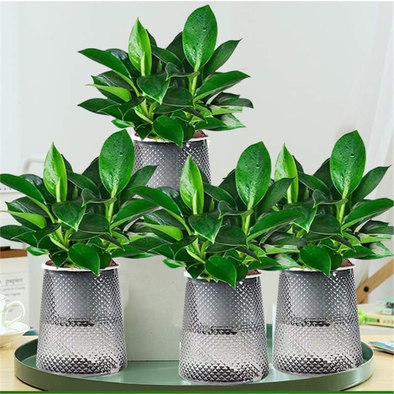 Gold diamond potted tabletop flowers, indoor flowers, hydroponic green plants, succulents, easy to grow, absorb formaldehyde removal, air purifying plants 8
