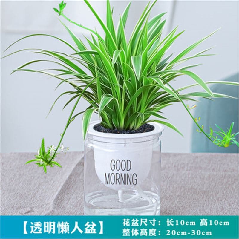 Gold diamond potted tabletop flowers, indoor flowers, hydroponic green plants, succulents, easy to grow, absorb formaldehyde removal, air purifying plants 10