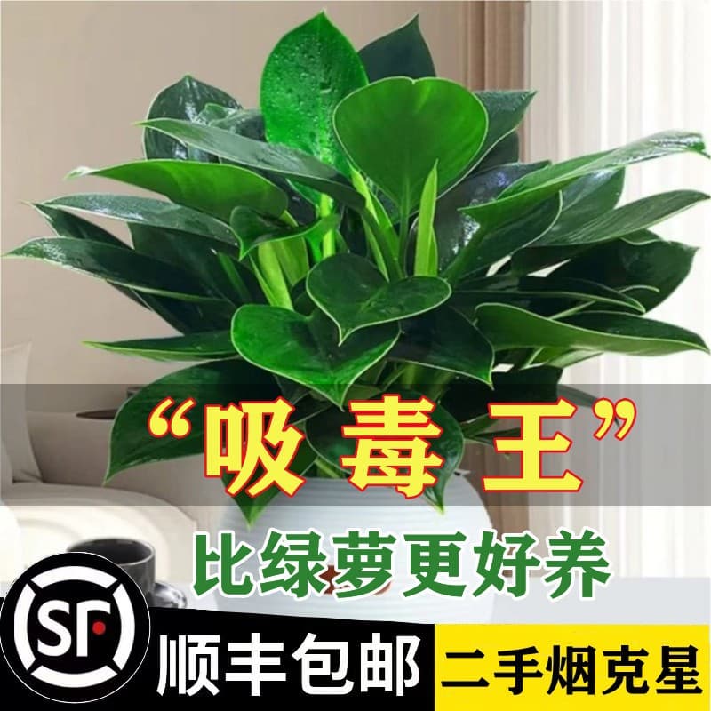 Gold diamond potted tabletop flowers, indoor flowers, hydroponic green plants, succulents, easy to grow, absorb formaldehyde removal, air purifying plants 1