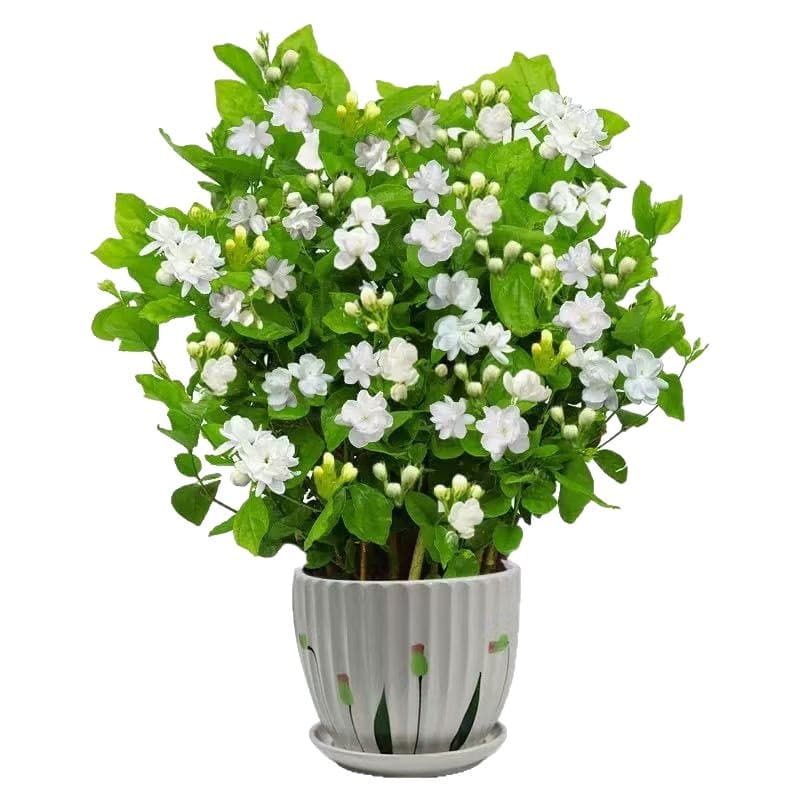 Double-flowered, strong-flavored jasmine original pot, original soil potted indoor and outdoor flower bonsai, blooming, can be brewed into tea, easy to maintain and survive 6