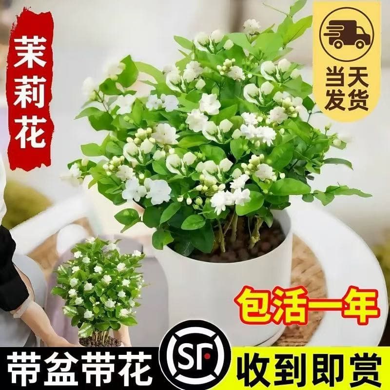 Double-flowered, strong-flavored jasmine original pot, original soil potted indoor and outdoor flower bonsai, blooming, can be brewed into tea, easy to maintain and survive 1