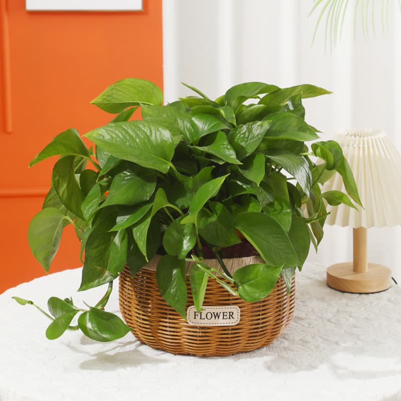 [Strictly Selected] Gardening Rattan Flower Pots Indoor Flowers and Green Plants Storage Basket Set Pot Pothos Imitation Rattan Woven Flower Basket Bucket 4