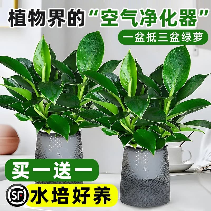 Green Princess Gold Diamond Potted Indoor Plants Green Radish Basin Hydroponic Green Plants Succulent Desktop Flowers for Lazy People Easy to Grow 2