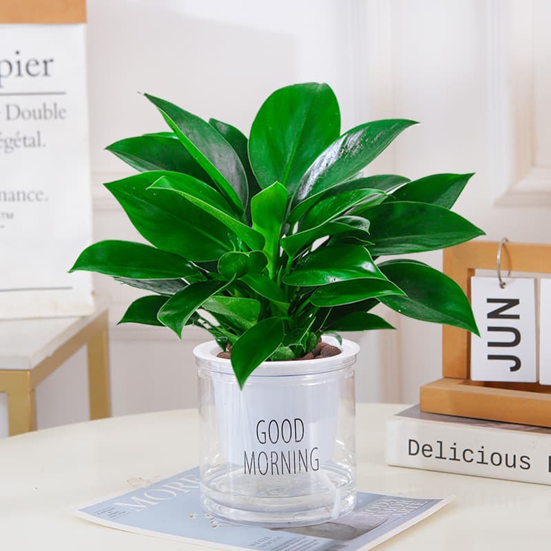 Green Princess Gold Diamond Potted Indoor Plants Green Radish Basin Hydroponic Green Plants Succulent Desktop Flowers for Lazy People Easy to Grow 8