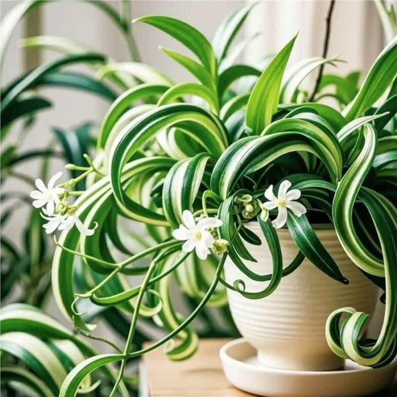 Golden Heart Curly Leaf Chlorophytum Potted French Girl Office Desktop Small Potted Plant Indoor Hanging Green Plant Phnom Penh Chlorophytum 2