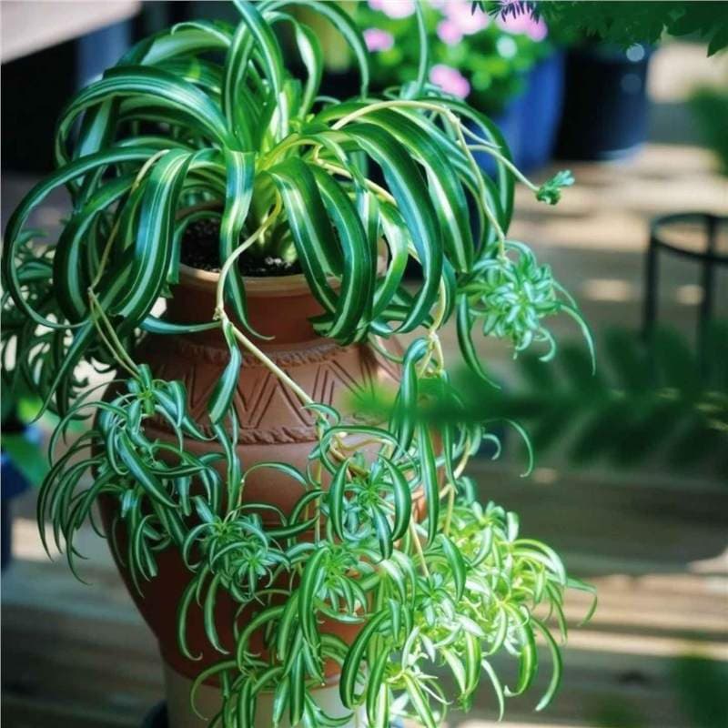 Golden Heart Curly Leaf Chlorophytum Potted French Girl Office Desktop Small Potted Plant Indoor Hanging Green Plant Phnom Penh Chlorophytum 3