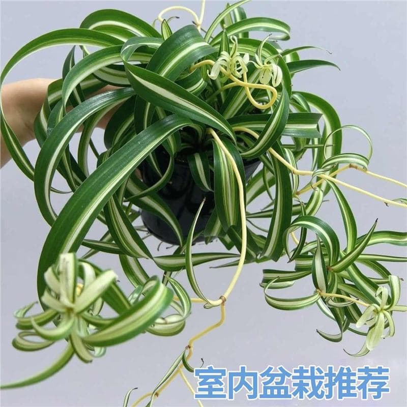 Golden Heart Curly Leaf Chlorophytum Potted French Girl Office Desktop Small Potted Plant Indoor Hanging Green Plant Phnom Penh Chlorophytum 4