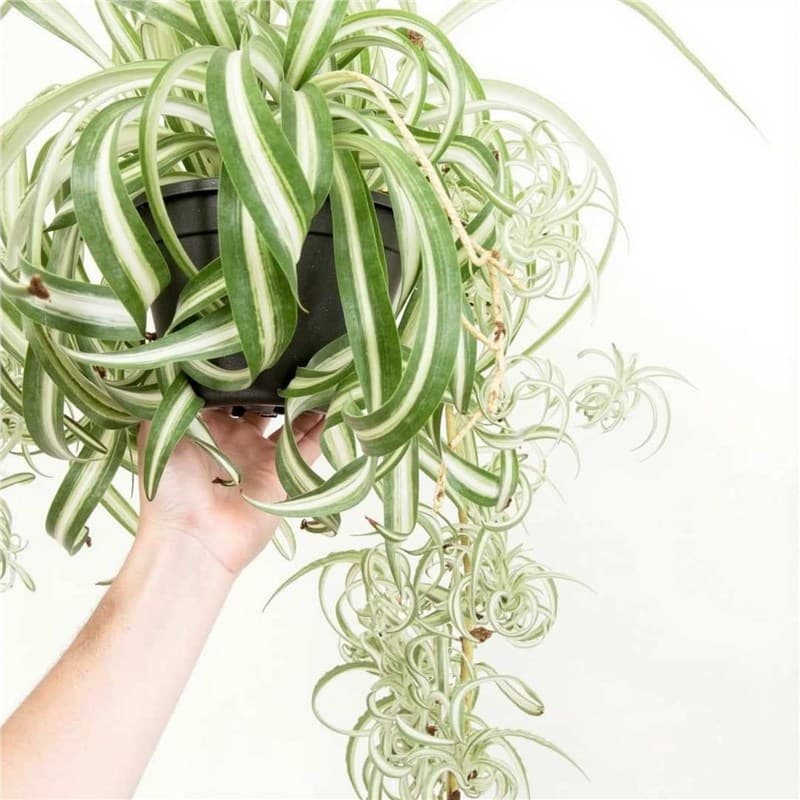 Golden Heart Curly Leaf Chlorophytum Potted French Girl Office Desktop Small Potted Plant Indoor Hanging Green Plant Phnom Penh Chlorophytum 5