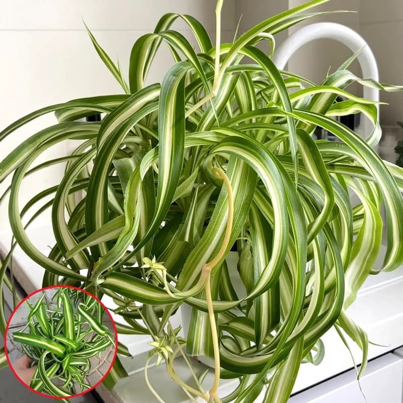 Golden Heart Curly Leaf Chlorophytum Potted French Girl Office Desktop Small Potted Plant Indoor Hanging Green Plant Phnom Penh Chlorophytum 7