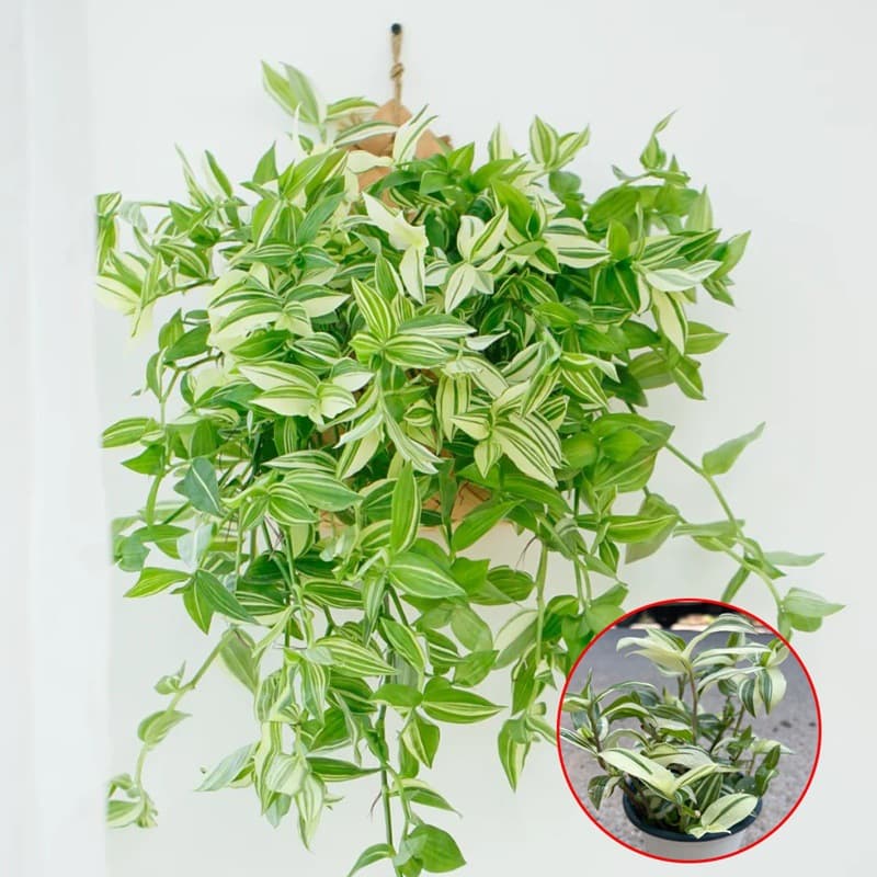 Golden Heart Curly Leaf Chlorophytum Potted French Girl Office Desktop Small Potted Plant Indoor Hanging Green Plant Phnom Penh Chlorophytum 8