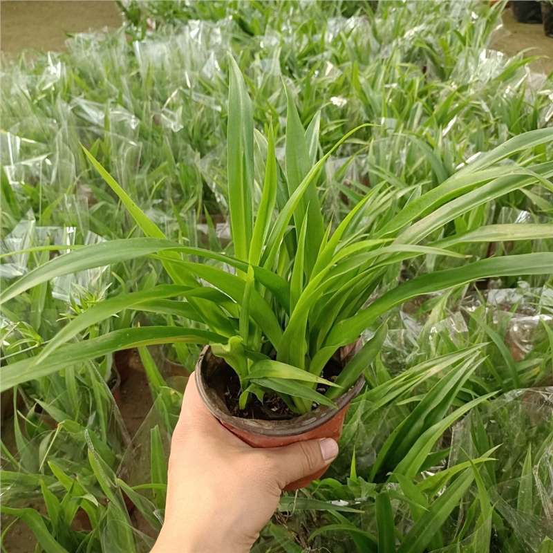 Golden Heart Curly Leaf Chlorophytum Potted French Girl Office Desktop Small Potted Plant Indoor Hanging Green Plant Phnom Penh Chlorophytum 10