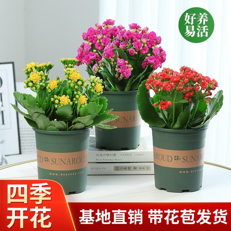 Longevity flower potted double golden fox large flower with buds bonsai bonsai four seasons indoor blooming good flowers 2