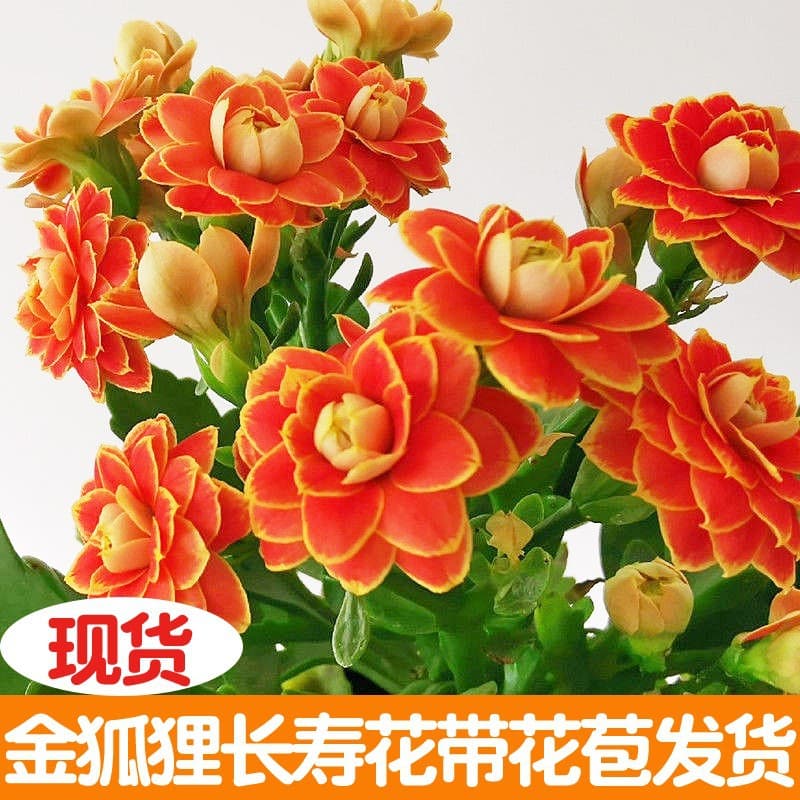 Longevity flower potted double golden fox large flower with buds bonsai bonsai four seasons indoor blooming good flowers 3