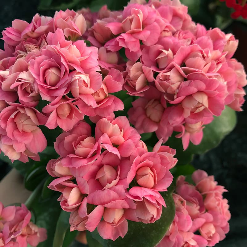 Longevity flower potted double golden fox large flower with buds bonsai bonsai four seasons indoor blooming good flowers 5