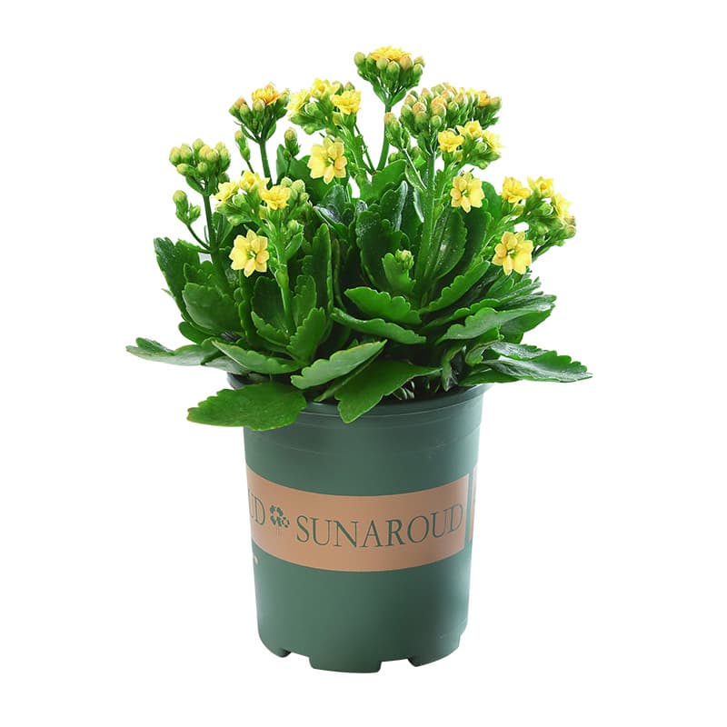 Longevity flower potted double golden fox large flower with buds bonsai bonsai four seasons indoor blooming good flowers 6