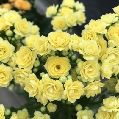 Longevity flower potted double golden fox large flower with buds bonsai bonsai four seasons indoor blooming good flowers 7