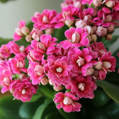 Longevity flower potted double golden fox large flower with buds bonsai bonsai four seasons indoor blooming good flowers 10