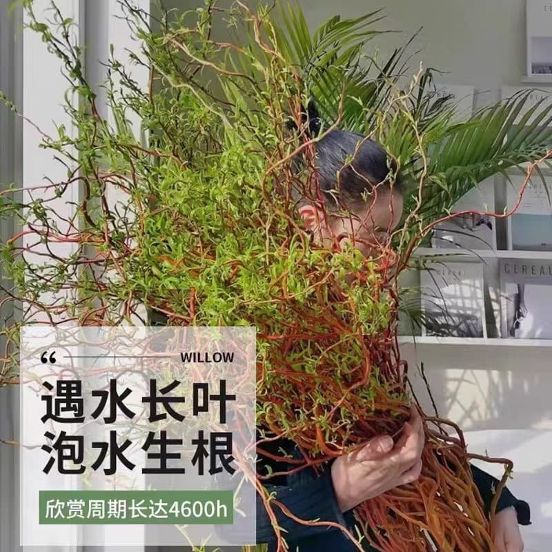 Golden dragon willow fresh branches hydroponic plants are easy to feed indoor green plants, high-end living room, prosperous house, real flowers take root when exposed to water 3