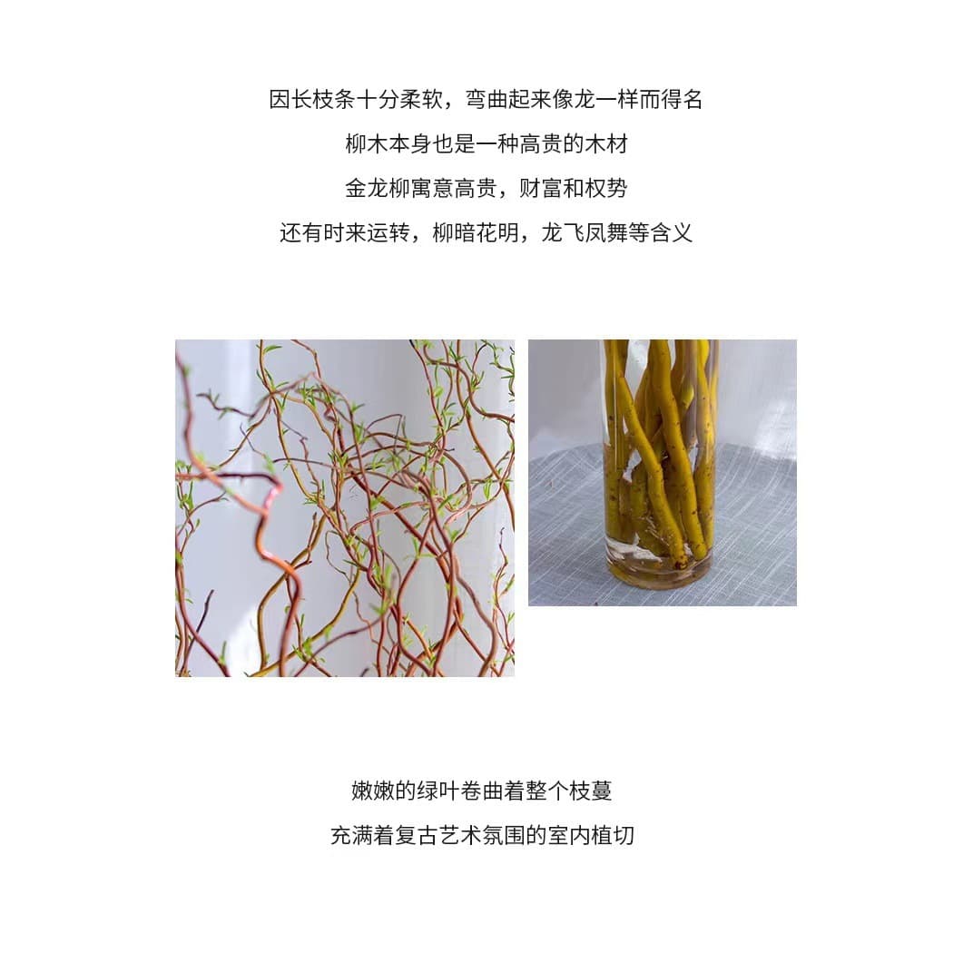 Golden dragon willow fresh branches hydroponic plants are easy to feed indoor green plants, high-end living room, prosperous house, real flowers take root when exposed to water 4