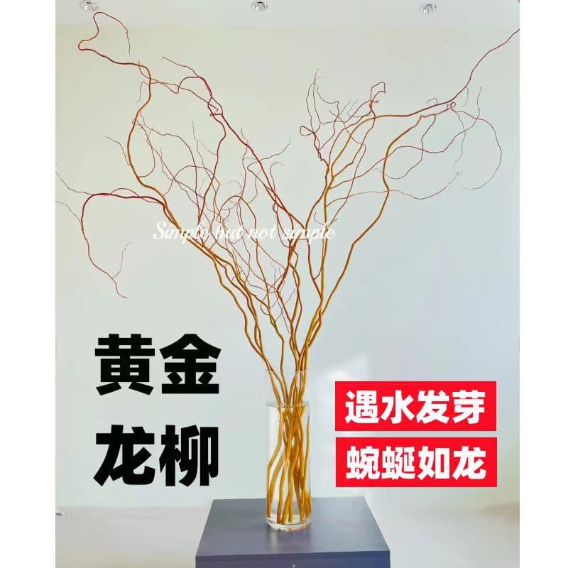 Golden dragon willow fresh branches hydroponic plants are easy to feed indoor green plants, high-end living room, prosperous house, real flowers take root when exposed to water 9