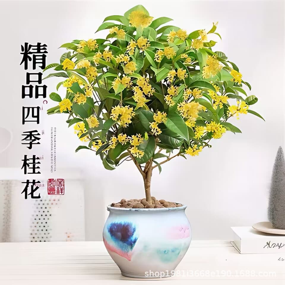 Osmanthus potted strong-scented four-season osmanthus seedlings flower osmanthus indoor balcony blooming all year round evergreen desktop 3