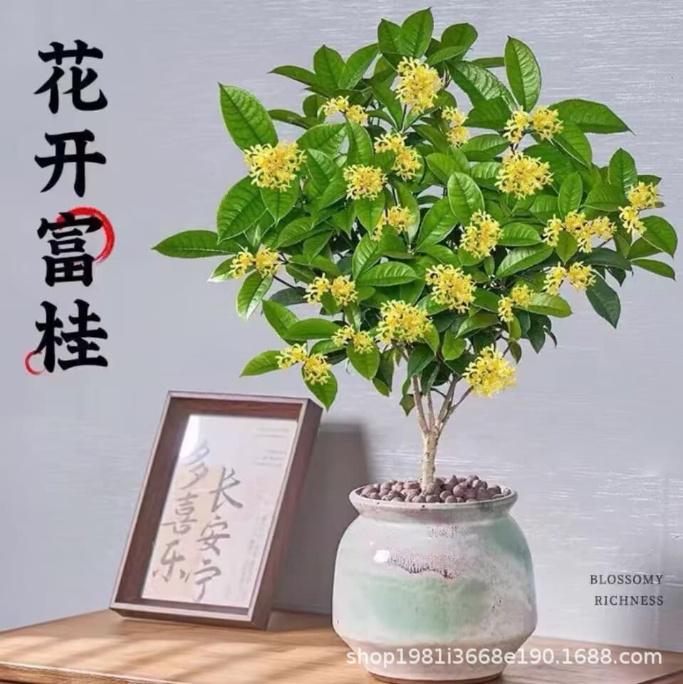 Osmanthus potted strong-scented four-season osmanthus seedlings flower osmanthus indoor balcony blooming all year round evergreen desktop 4