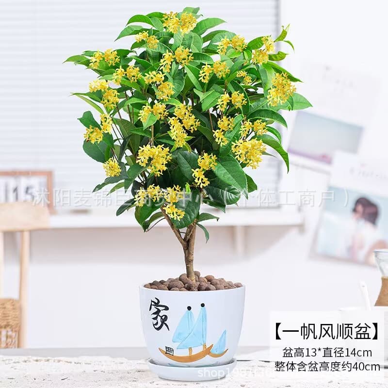 Osmanthus potted strong-scented four-season osmanthus seedlings flower osmanthus indoor balcony blooming all year round evergreen desktop 5