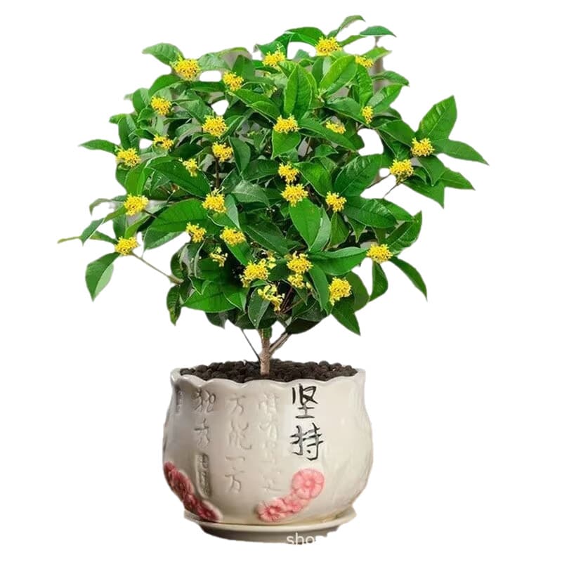 Osmanthus potted strong-scented four-season osmanthus seedlings flower osmanthus indoor balcony blooming all year round evergreen desktop 6
