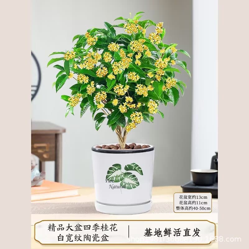 Osmanthus potted strong-scented four-season osmanthus seedlings flower osmanthus indoor balcony blooming all year round evergreen desktop 7