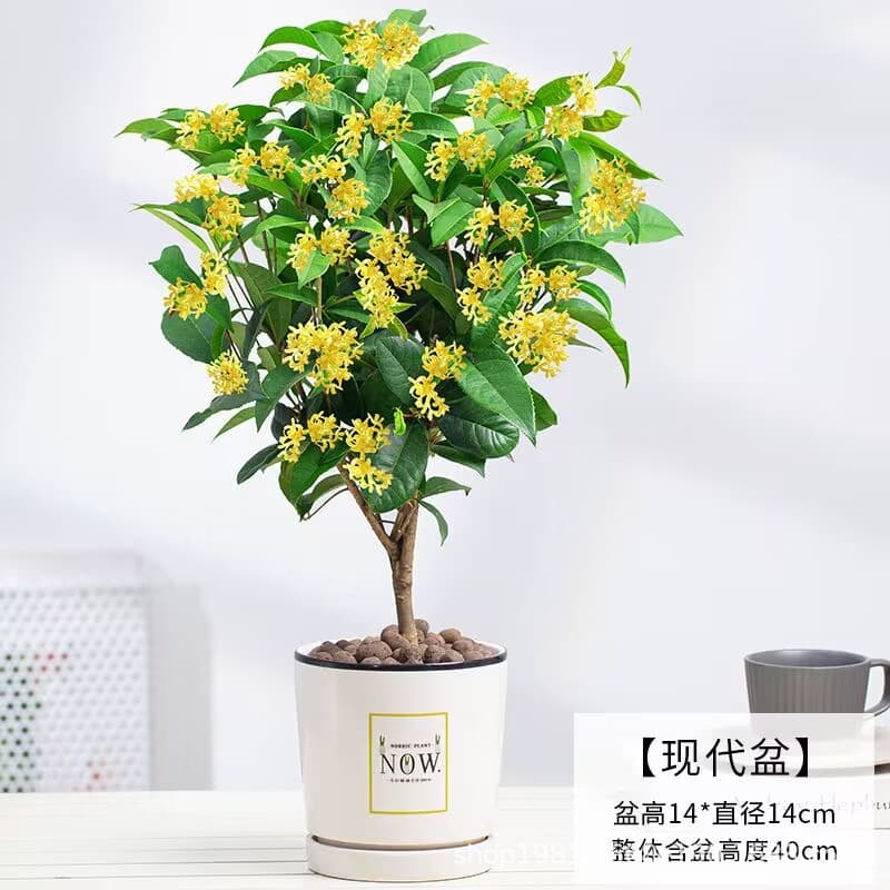 Osmanthus potted strong-scented four-season osmanthus seedlings flower osmanthus indoor balcony blooming all year round evergreen desktop 8