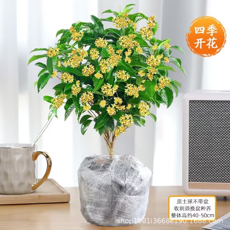 Osmanthus potted strong-scented four-season osmanthus seedlings flower osmanthus indoor balcony blooming all year round evergreen desktop 9