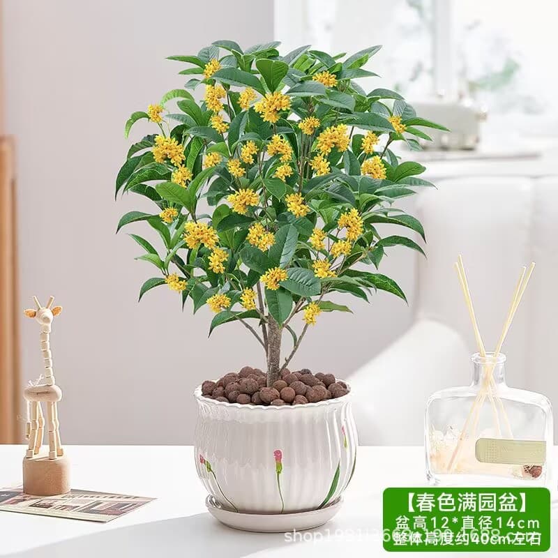 Osmanthus potted strong-scented four-season osmanthus seedlings flower osmanthus indoor balcony blooming all year round evergreen desktop 10