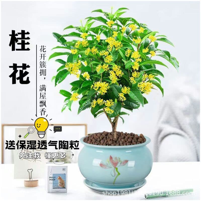 Osmanthus potted strong-scented four-season osmanthus seedlings flower osmanthus indoor balcony blooming all year round evergreen desktop 1