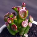 The base produces self -selling succulent plants wholesale small fleshy flower combination potted meat plant raw stone flower jade dew 2