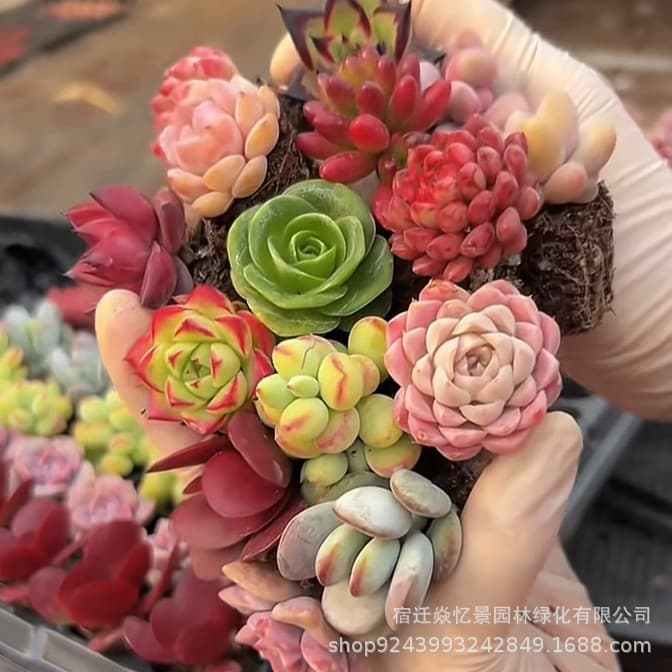 The base produces self -selling succulent plants wholesale small fleshy flower combination potted meat plant raw stone flower jade dew 4