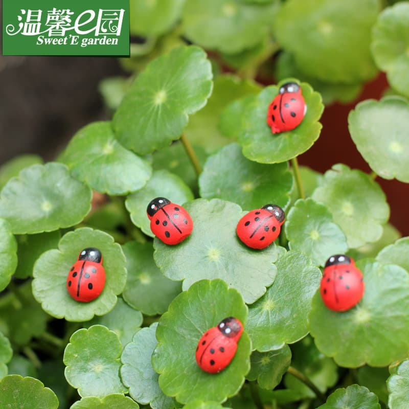 Micro -landscape ornament accessories, succulent ornament jewelry, wooden crafts, beetle, seven -star ladybugs and ladybugs 4