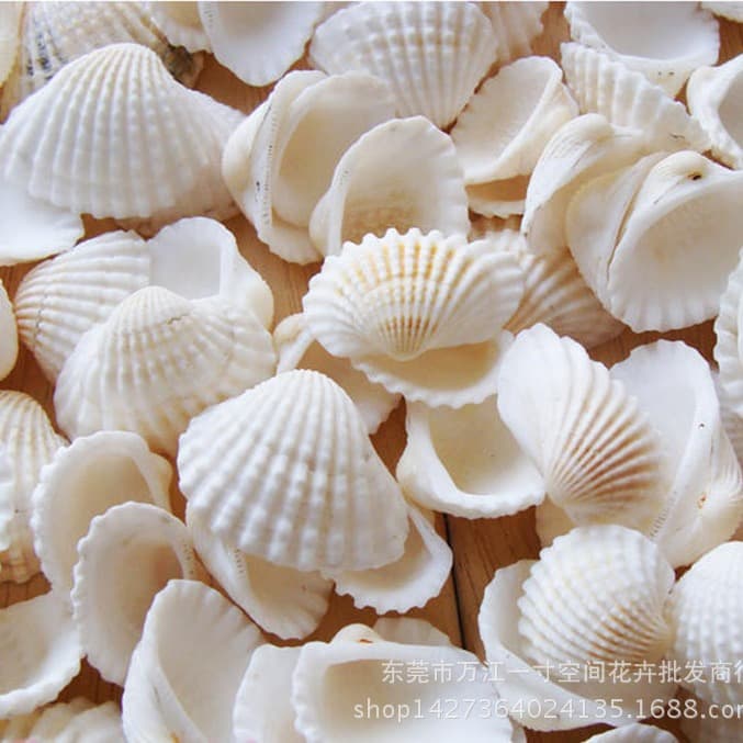 Moss micro -landscape succulent natural shell decoration shell craftsmanship marine decoration decorative decoration 2