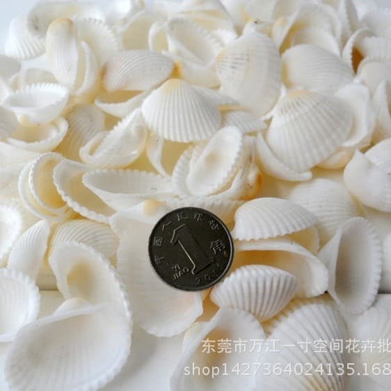 Moss micro -landscape succulent natural shell decoration shell craftsmanship marine decoration decorative decoration 3