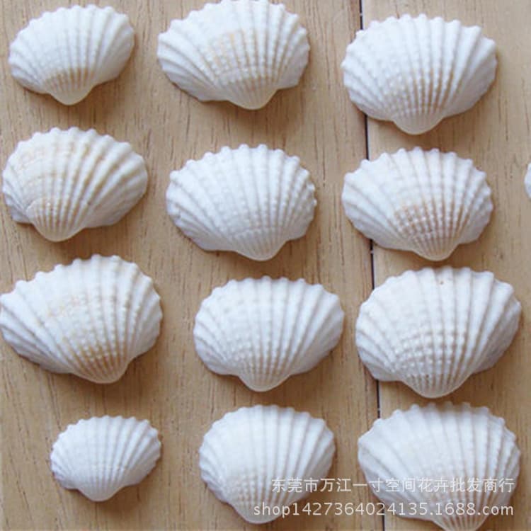 Moss micro -landscape succulent natural shell decoration shell craftsmanship marine decoration decorative decoration
