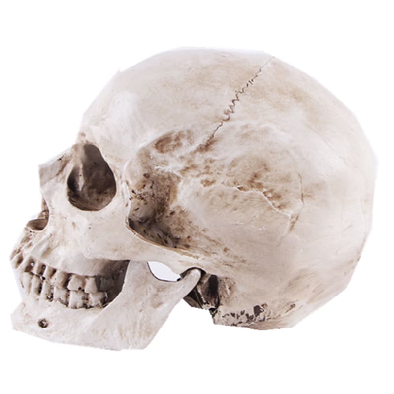 Resin decor, mannequin head, skull, training, halloween, festival props, graduation party 3