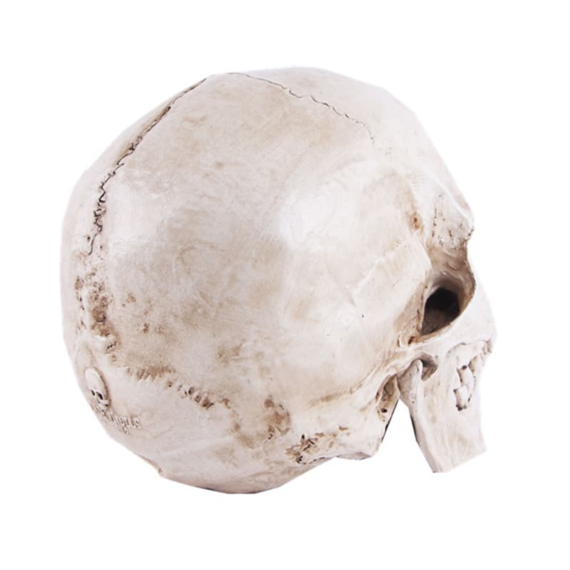 Resin decor, mannequin head, skull, training, halloween, festival props, graduation party 4
