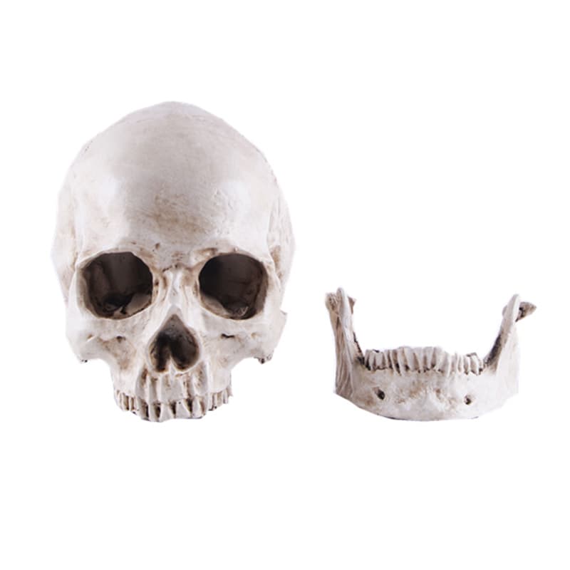 Resin decor, mannequin head, skull, training, halloween, festival props, graduation party 5